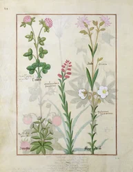 Översta raden Rödklöver och Aube. Nedre raden Bellidis-arter, Onobrychis och Hyssopus nemorum, illustration från The Book of Simple Medicines, av Mattheaus Platearius